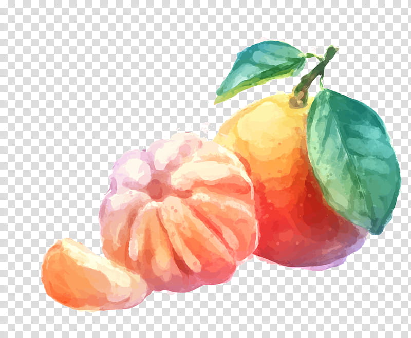 Watercolor Flower, Mandarin Orange, Tangerine, Juice, Fruit, Watercolor Painting, Drawing, Clementine transparent background PNG clipart