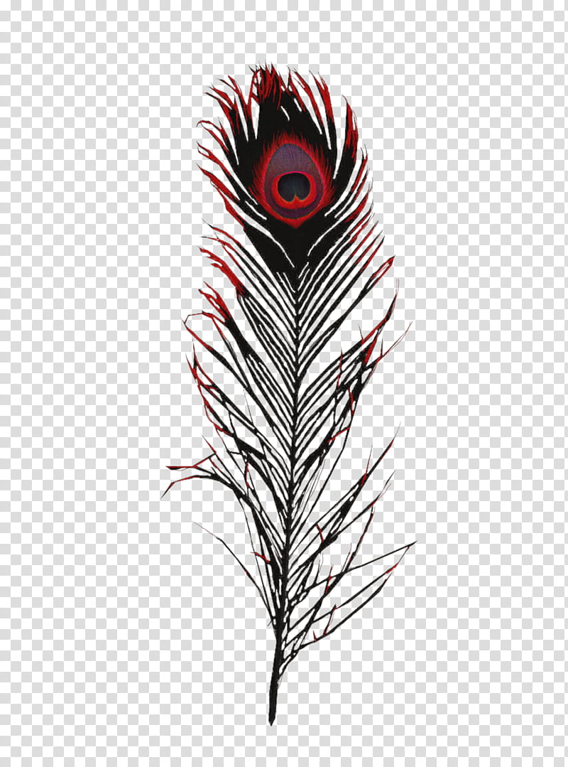 black peacock feather transparent background PNG clipart