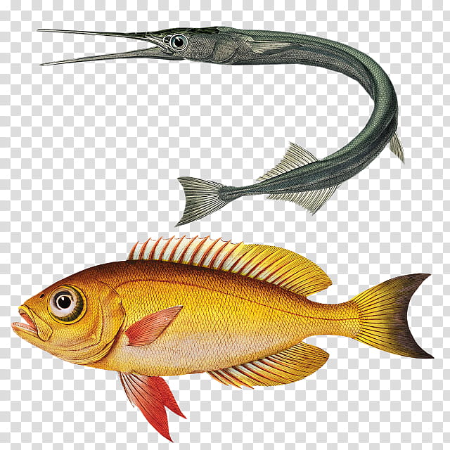 Fish, Perch, Goldfish, Koi, Drawing, Carp, Crucian Carp, Sea transparent background PNG clipart