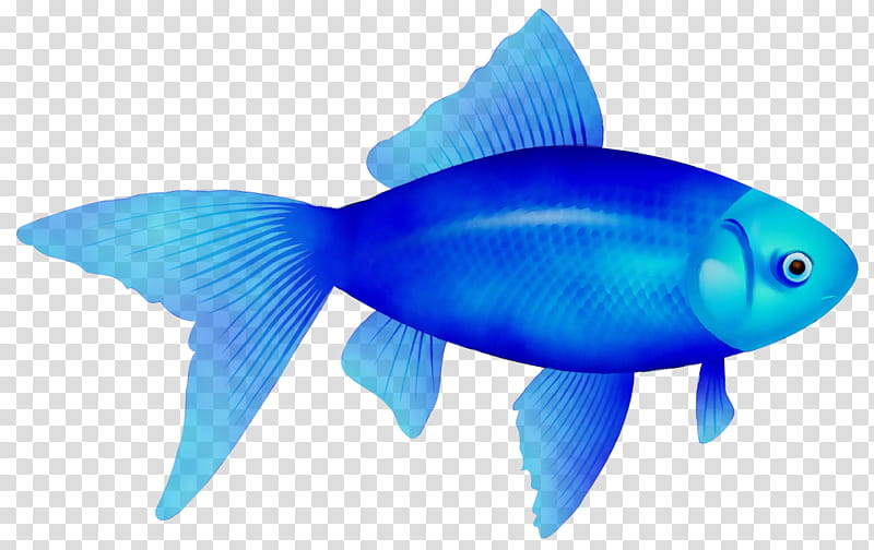 Web Design, Fish, Bluefish, Fin, Pomacentridae, Electric Blue, Parrotfish, Fish Products transparent background PNG clipart
