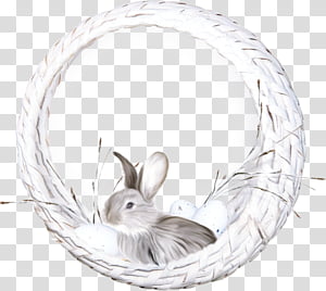 Whiskers Rabbit, Ear, Rabbits And Hares, Plate, Oval, Tail transparent background PNG clipart thumbnail