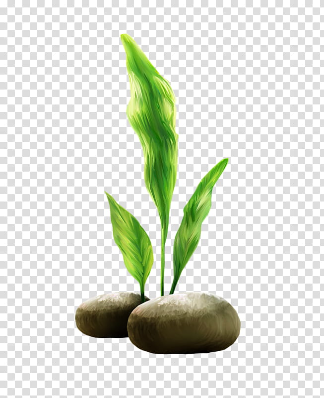 Green Grass, Cartoon, Aquatic Plants, Aquarium, Editing, Plant Stem, Leaf, Aquarium Decor transparent background PNG clipart