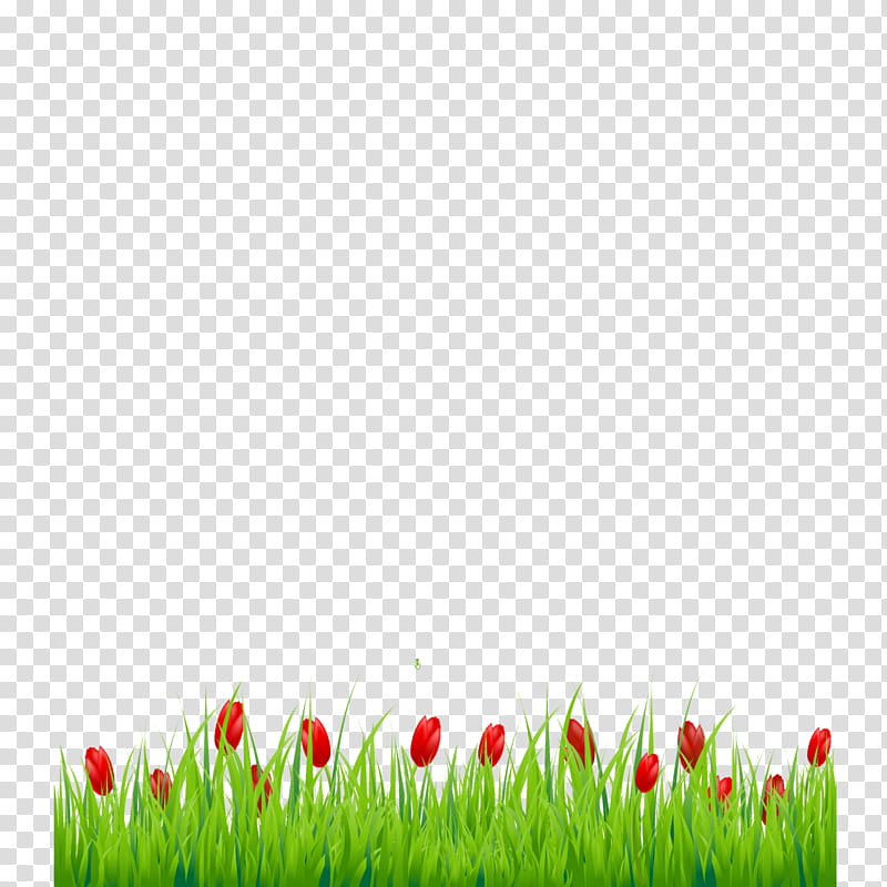 Green Grass, Tulip, Grasses, Meadow, Petal, Sky, Plant, Grass Family transparent background PNG clipart