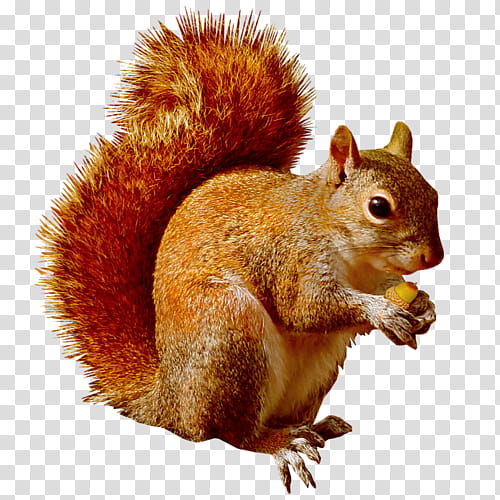Squirrel, Chipmunk, American Red Squirrel, Tree Squirrel, Eastern Gray Squirrel, Douglas Squirrel, Black Squirrel, Sciurinae transparent background PNG clipart