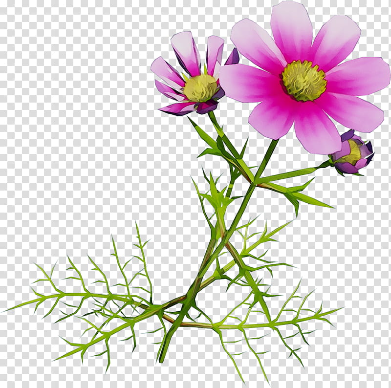 Garden Flowers, Garden Cosmos, Marguerite Daisy, Roman Chamomile, Cut Flowers, Aster, Plant Stem, Anemone transparent background PNG clipart