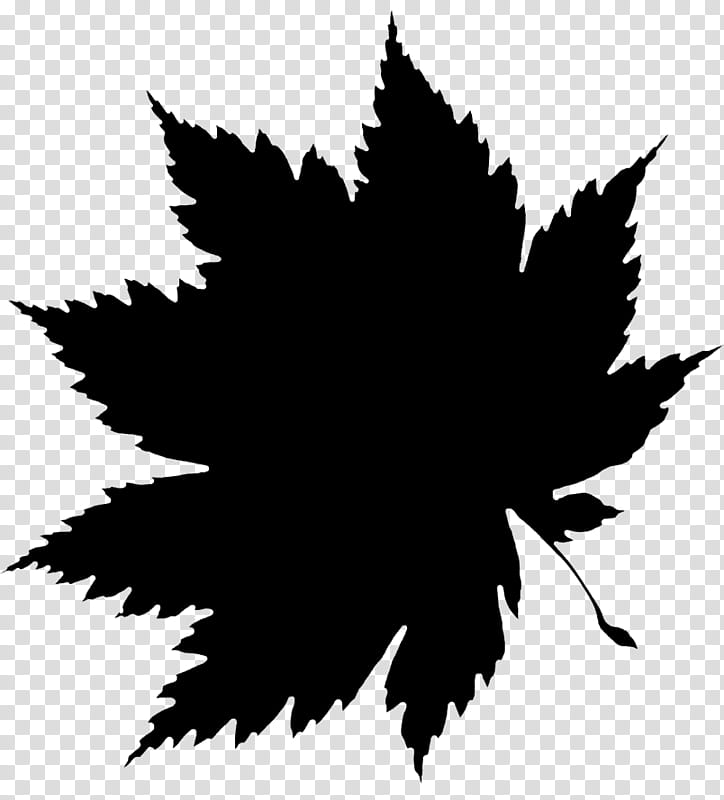 Black Rose Drawing, Leaf, Autumn, Autumn Leaf Color, Maple, Tree, Plant, Maple Leaf transparent background PNG clipart
