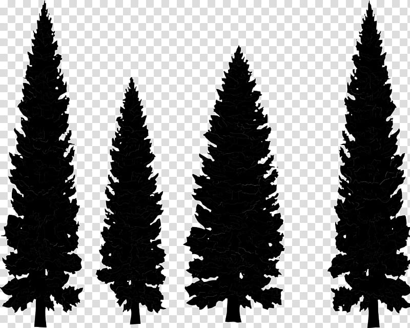 Family Tree, Pine, Drawing, Conifers, Coast Redwood, Fir, Eastern White Pine, Redwoods transparent background PNG clipart
