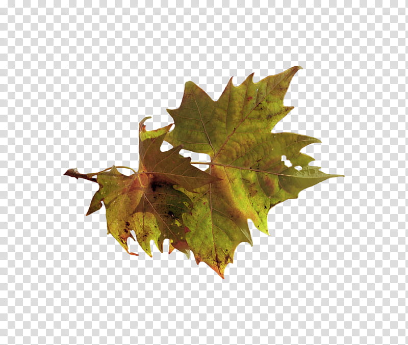 Autumn Leaf Drawing, Painting, Raster Graphics, Leaflet, Maple, Maple Leaf, Plane Tree Family, Plant transparent background PNG clipart