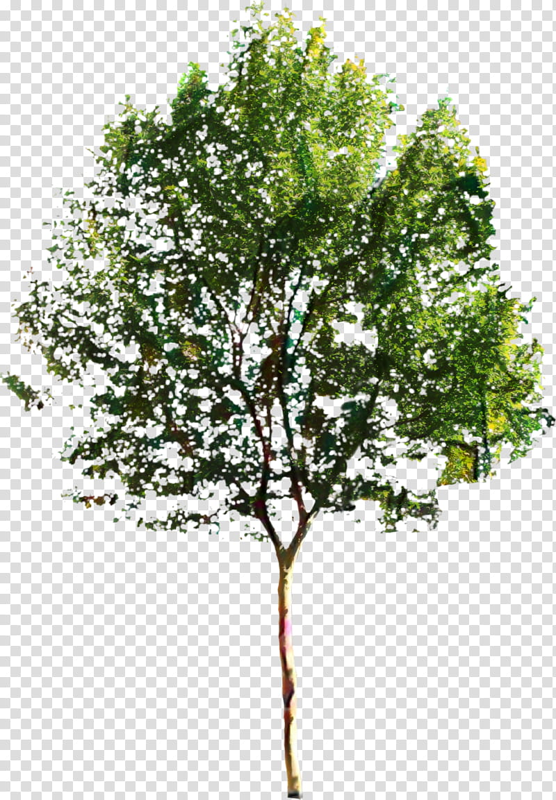 Oak Tree Drawing, Landscape, Architecture, Landscape Architecture, Elm, Plant, Woody Plant, Green transparent background PNG clipart