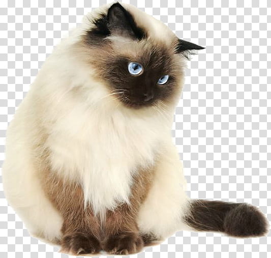 Cat, Himalayan Cat, Persian Cat, Siamese Cat, Kitten, Ragdoll, Sphynx Cat, Japanese Bobtail transparent background PNG clipart