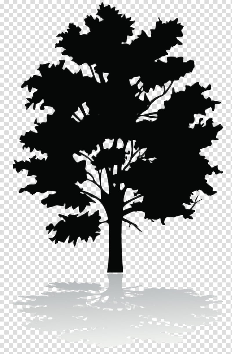 Family Tree Silhouette, Shadow, Oak, Leaf, Woody Plant, Blackandwhite, Branch, Deciduous transparent background PNG clipart