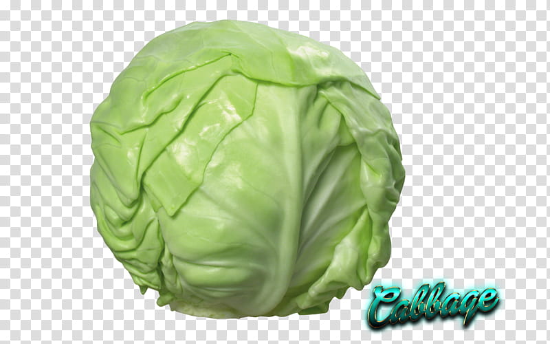 Spring, Cabbage, Cauliflower, Red Cabbage, Savoy Cabbage, Napa Cabbage, Brussels Sprouts, Collard Greens transparent background PNG clipart