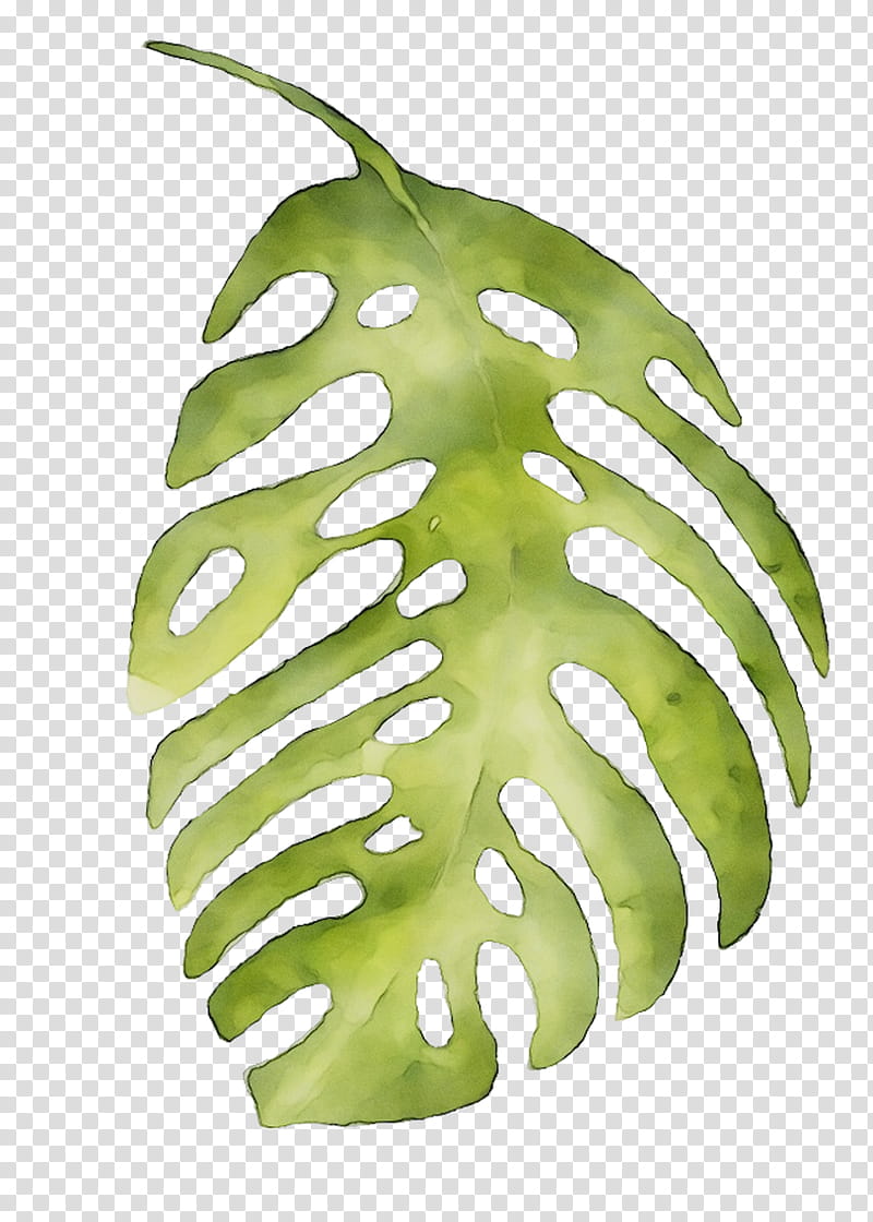 Family Tree, Plant Stem, Leaf, Fruit, Monstera Deliciosa, Green, Alismatales, Vascular Plant transparent background PNG clipart