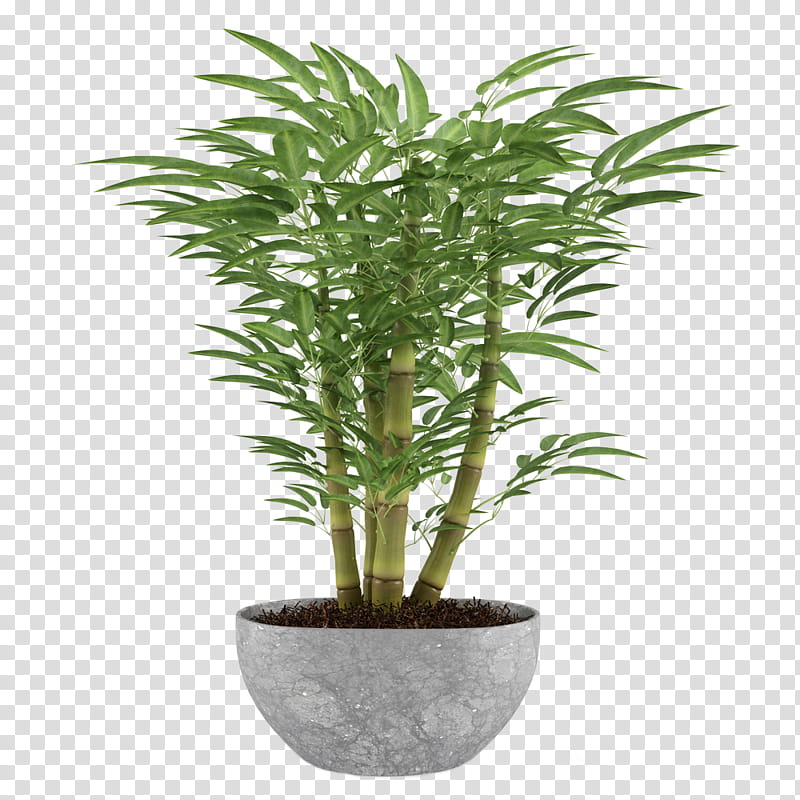Cactuses and Plants, green lucky bamboo plant transparent background PNG clipart