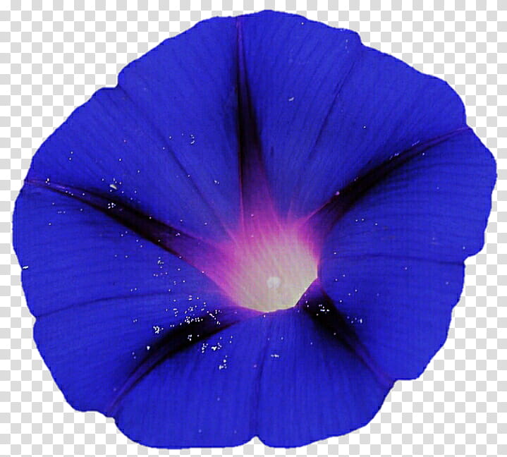 Blue Morning Glory transparent background PNG clipart