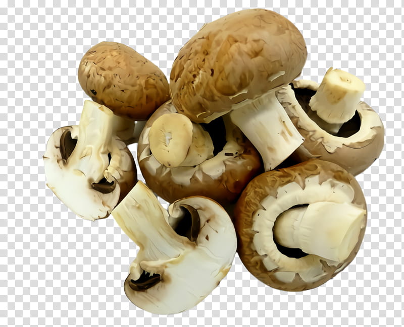 champignon mushroom agaricus agaricaceae mushroom matsutake, Agaricomycetes, Ingredient, Fungus, Pleurotus Eryngii, Edible Mushroom transparent background PNG clipart