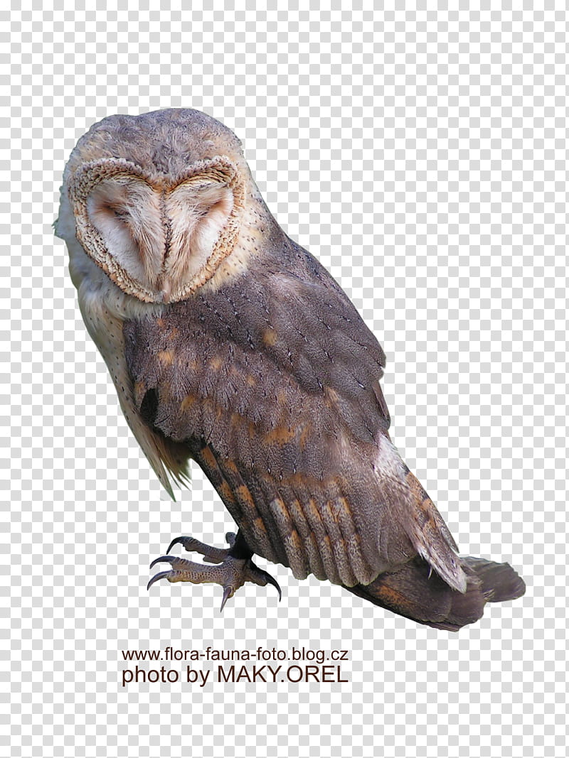 SET Barn owl, gray owl transparent background PNG clipart