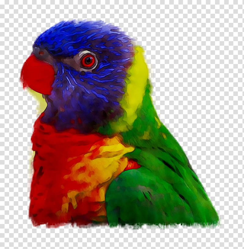 Rainbow, Parrot, Bird, Budgerigar, Amazon Parrot, Scarlet Macaw, Rainbow Lorikeet, Blueandyellow Macaw transparent background PNG clipart