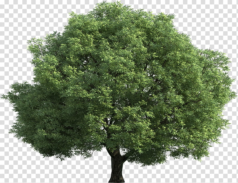 Oak Tree Drawing, Birch, Fraser Fir, Forest, Walnut Tree, Plant, Woody Plant, Green transparent background PNG clipart