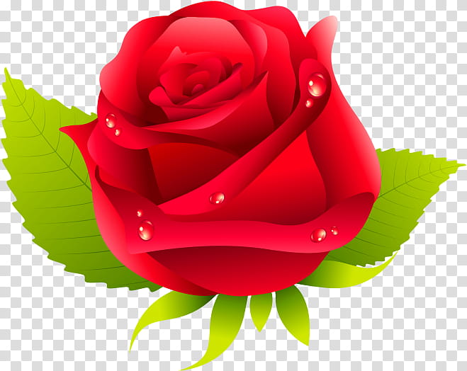 Flower Pink, China Rose, Cabbage Rose, Garden Roses, French Rose, Floribunda, Beach Rose, Miniature Roses transparent background PNG clipart