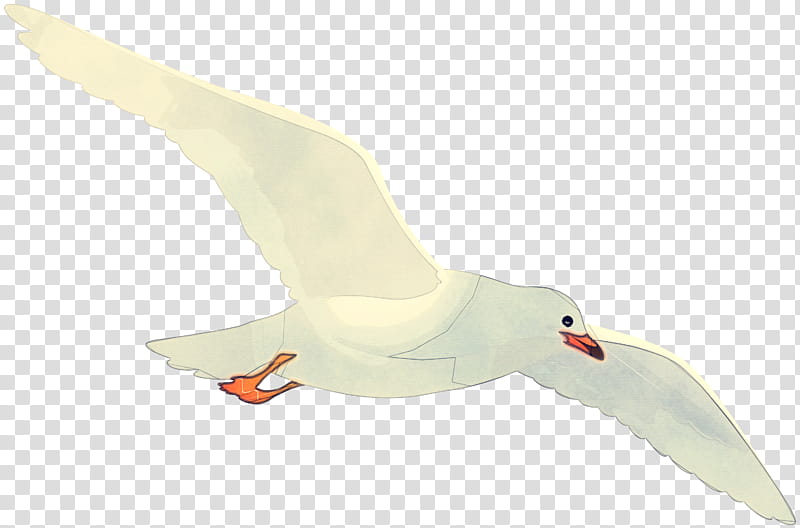 bird white gull beak goose, Seabird, Water Bird, Wing, European Herring Gull transparent background PNG clipart