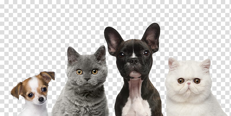 Dog And Cat, Pet, Veterinarian, Cat Food, Puppy, Kitten, Cat Training, Litter Box transparent background PNG clipart