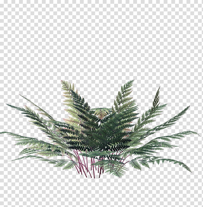 ferns night and day, green leafed plant transparent background PNG clipart