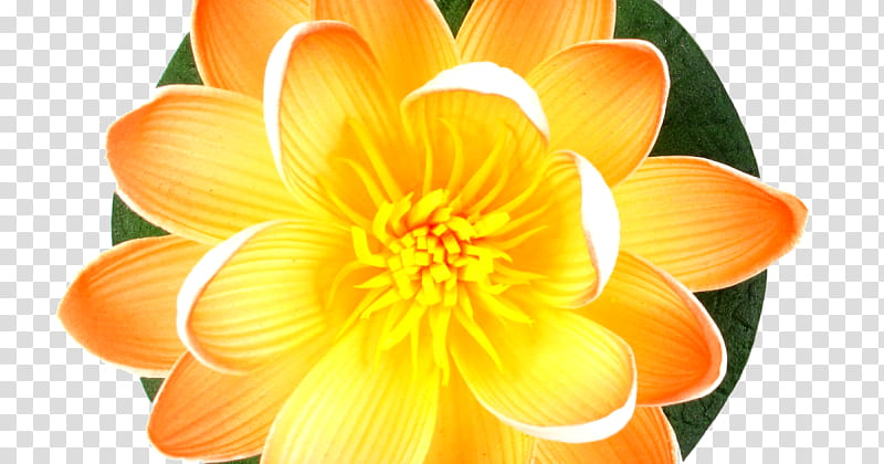 Lily Flower, Orange, Orange Lily, Drawing, Calla Lily, Floristry, Yellow, Dahlia transparent background PNG clipart