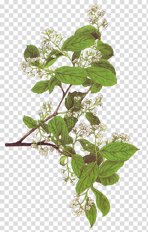 mochizuki plants , white-petaled flowers illustration transparent background PNG clipart