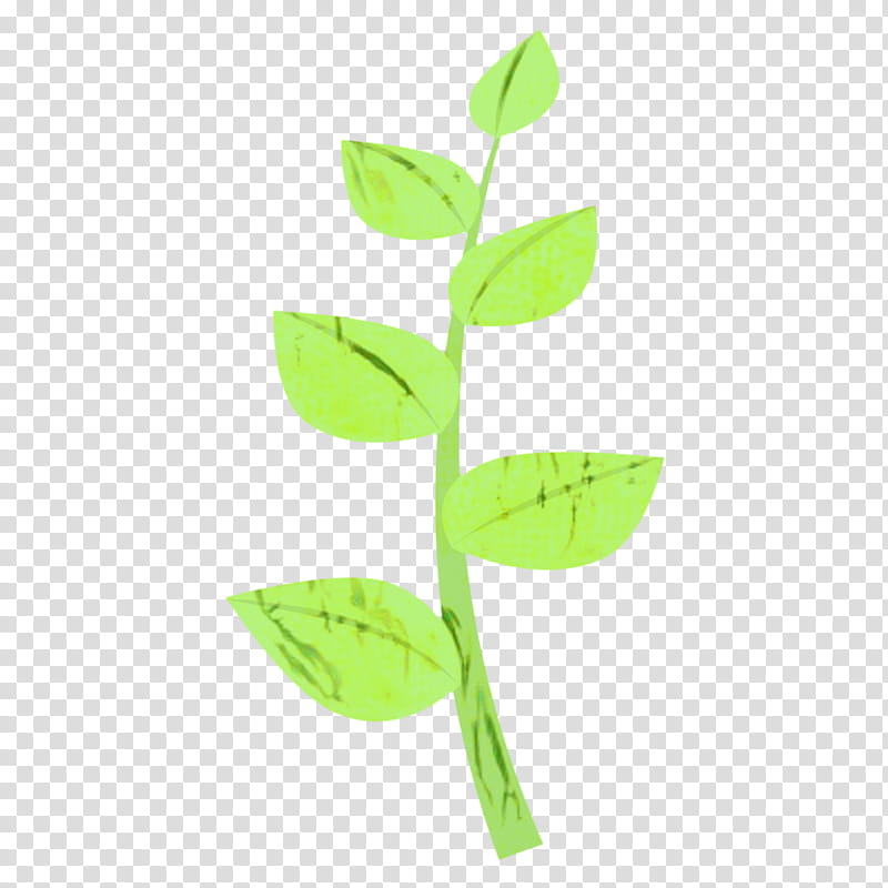 Green Leaf, Plant Stem, Plants, Flower, Hypericum, Eucalyptus transparent background PNG clipart