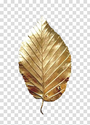 , gold leaf transparent background PNG clipart