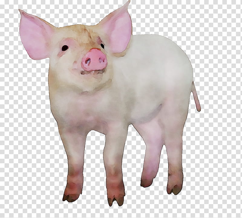 Pig, Dog, Pigs Ear, Snout, Breed, Pink M, Suidae, Animal Figure transparent background PNG clipart