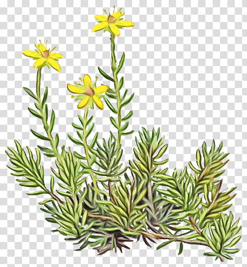 flower plant jack pine american larch lodgepole pine, Watercolor, Paint, Wet Ink, Subshrub, Shortleaf Black Spruce, Colorado Spruce, Vascular Plant transparent background PNG clipart