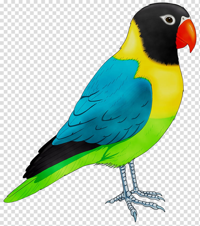 Bird Parrot, Budgerigar, Lovebird, Macaw, Loriini, Cockatiel, Beak, Parakeet transparent background PNG clipart