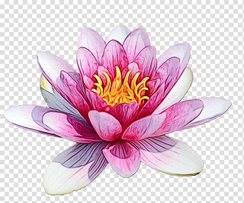 Water Paint Flowers, Watercolor, Wet Ink, Fragrant Waterlily, Nymphaea Nelumbo, Plants, Egyptian Lotus, Cut Flowers transparent background PNG clipart