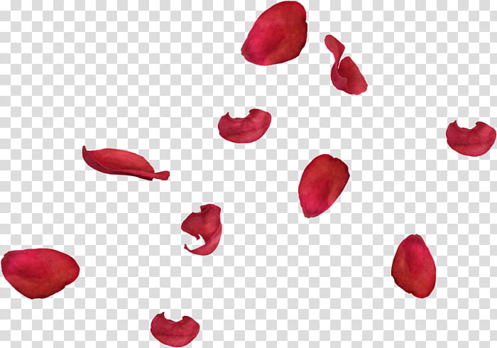Aniversario Mis Pedidos shop, red rose petals illustration transparent background PNG clipart