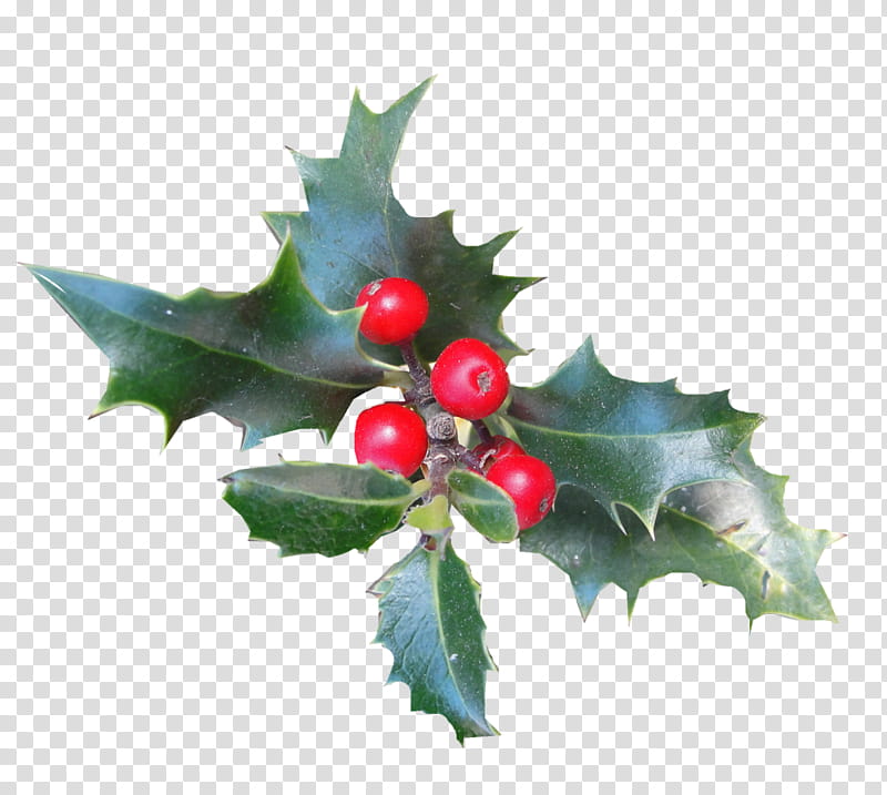 Christmas Decoration, Japanese Holly, Common Holly, Mistletoe, Aquifoliales, Plants, American Holly, Christmas Day transparent background PNG clipart