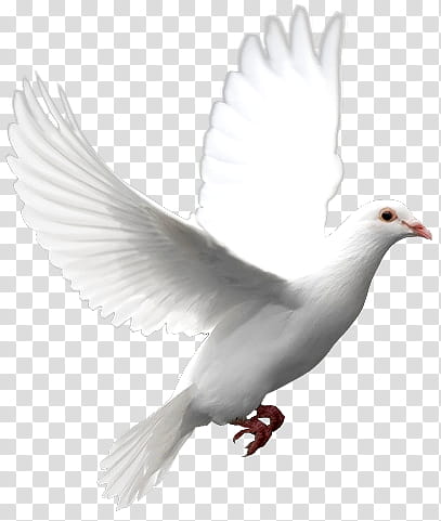 , white dove transparent background PNG clipart