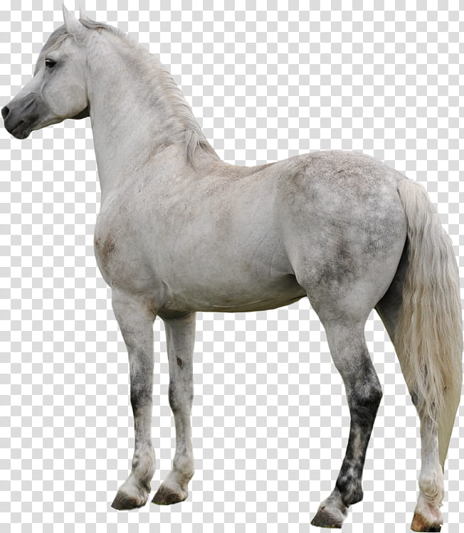 Horse, Appaloosa, Mustang, Arabian Horse, American Paint Horse, Mare, Stallion, Andalusian Horse transparent background PNG clipart