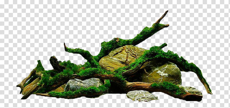 Stumps, green moth on fallen tree transparent background PNG clipart