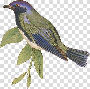 green and blue bird transparent background PNG clipart