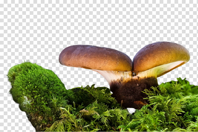 mushroom nature edible mushroom natural landscape medicinal mushroom, Agaricus, Agaricomycetes, Fungus, Agaricaceae transparent background PNG clipart