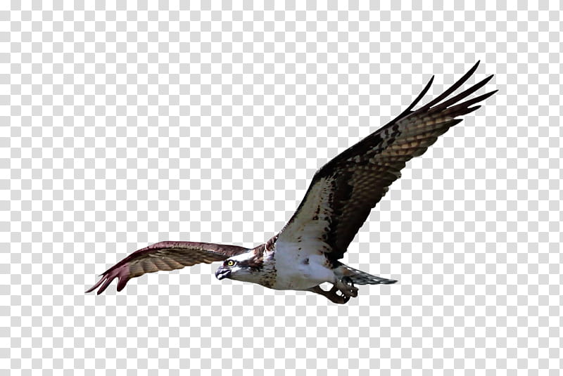 Cutout Osprey , white and black bald eagle transparent background PNG clipart