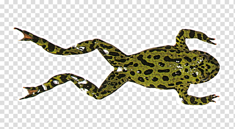 frog legs clipart