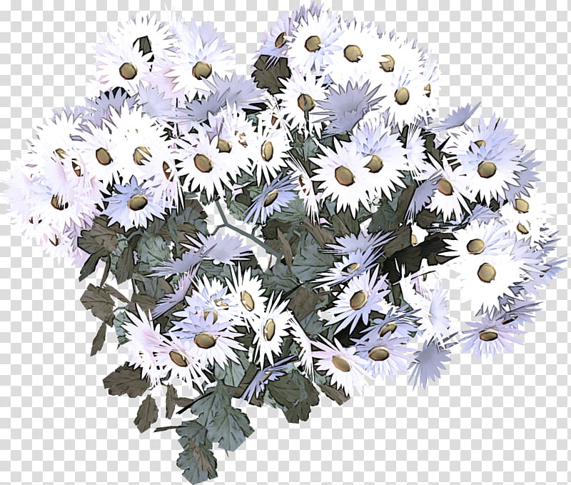 Daisy, Flower, Plant, Mayweed, Chamomile, Cut Flowers, Camomile, Petal transparent background PNG clipart