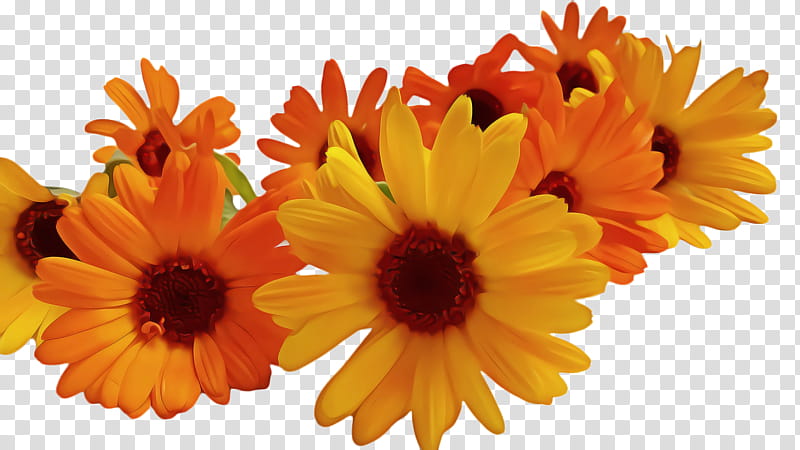 Blossom, Marigold, Bloom, Flower, Flora, Chrysanthemum, Cut Flowers, Transvaal Daisy transparent background PNG clipart