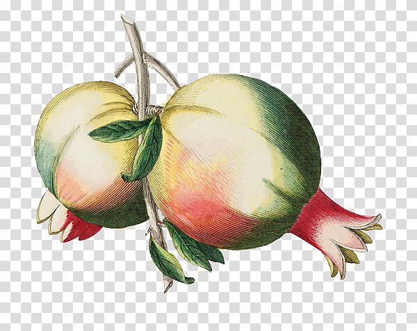 Plants X, green pomegranate fruit illustration transparent background PNG clipart