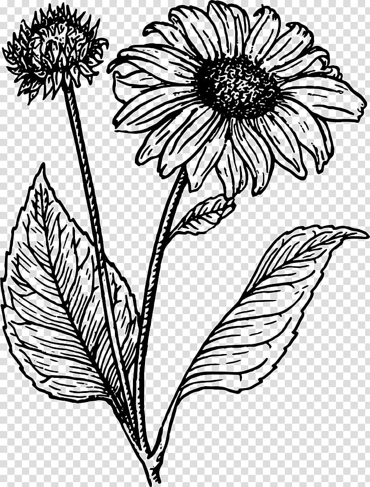 Purple Watercolor Flower, Line Art, Drawing, Common Sunflower, Watercolor Painting, Plant, Blackandwhite, Coneflower transparent background PNG clipart