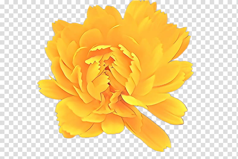 Flowers, Cartoon, Peony, Yellow, Orange, Petal, English Marigold, Plant transparent background PNG clipart