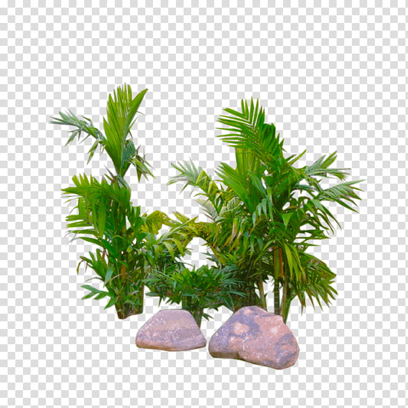 Palm Tree, Plants, Palm Trees, Trachycarpus Fortunei, Fruit Tree, 3D Computer Graphics, Rendering, Arecales transparent background PNG clipart